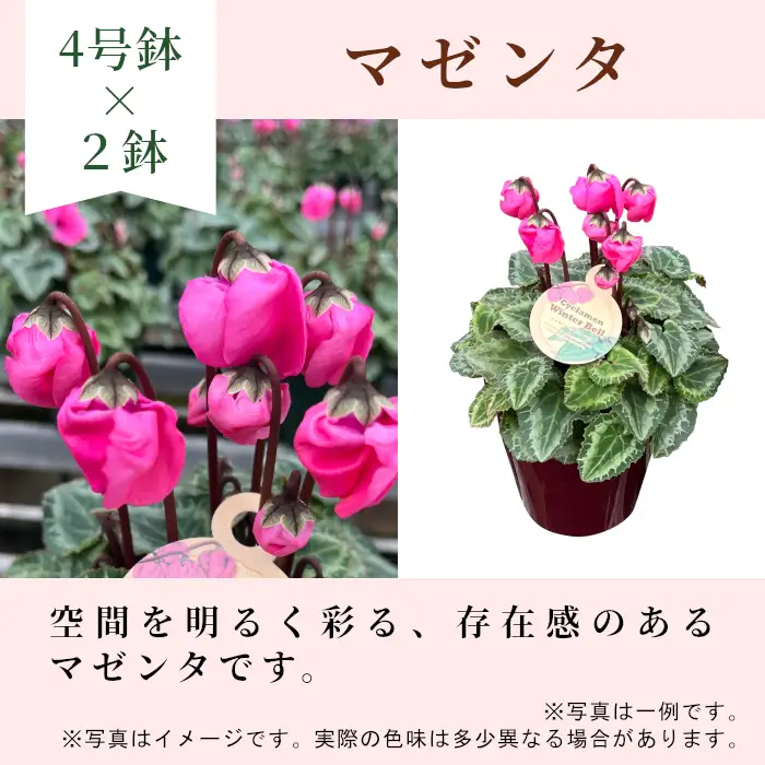 〈予約品〉【シクラメン：ウィンターベル】農林水産大臣賞受賞 愛知県産 シクラメン ４号鉢×２鉢 ウィンターベル 花 生花 マゼンタ プレゼント 贈り物 鉢花 鉢 ガーデン ガーデニング 高品質 クリスマス -276
