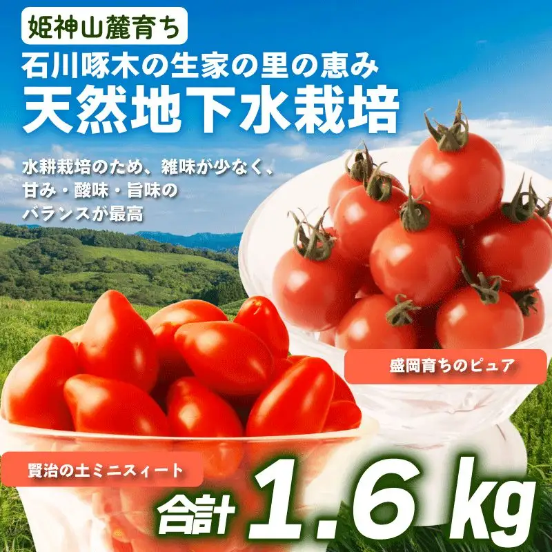 ミニトマト２種 【800ｇ×2種/計1.6㎏ 】 ミニトマト２種 盛岡市 賢治の土株式会社 kenji001 