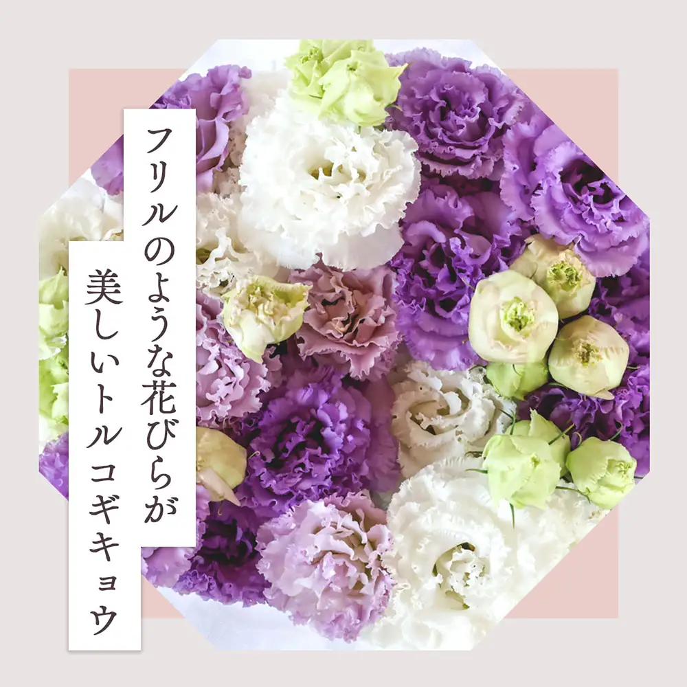 【R8.9月下旬から11月初旬】トルコキキョウ 10本から15本 切り花 生産者おまかせ 2~3色ミックス 白 紫 緑 トルコギキョウ 秋限定 仏花 結婚祝い 旬の花 季節の花 八重咲き フリンジ咲き 花 生花 花束 冷蔵便 国産 庄内町フラワーラボ