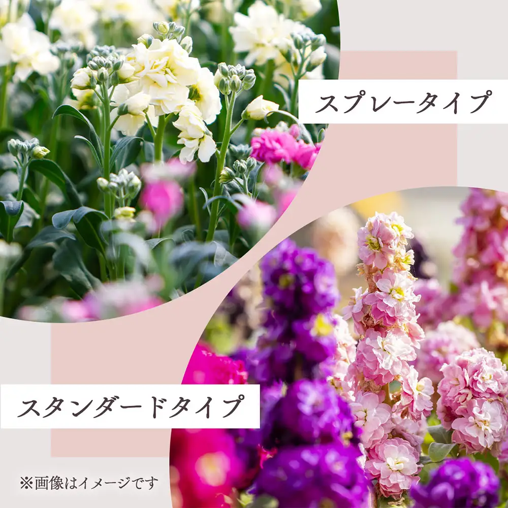R8.12月発送】ストック 10本~15本 切り花 生産者おまかせ ミックス