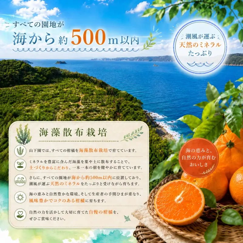 ゆら早生 5kg 家庭用 サイズ混合 / 和歌山 有田 広川 由良 みかん 柑橘 果物 くだもの フルーツ 果実 ※2026年10月中旬～11月上旬頃に順次発送予定 【yme003-c-5】