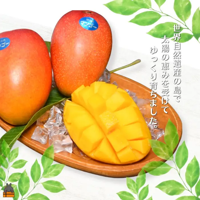 ≪今が旬！≫徳之島の高原育ち！尾母（おも）マンゴー（1kg） （ 果物