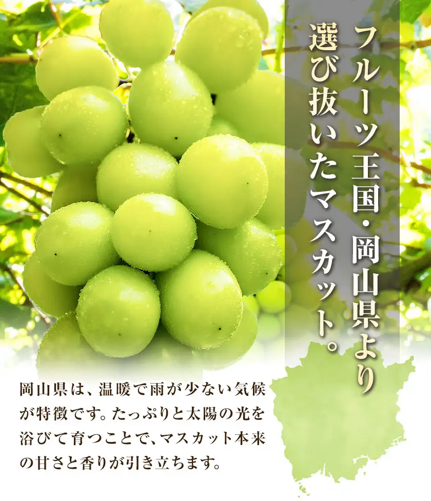 【おすそわけ便】シャインマスカット 計約2.6kg (約1.3kg(2-3房)×2箱)