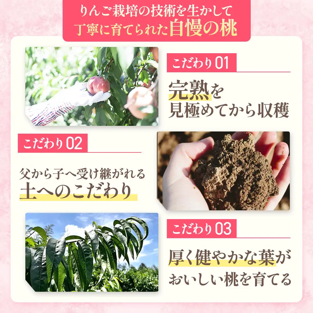  【2026年発送】 青森県産桃 約3kg（7～10玉） 桃