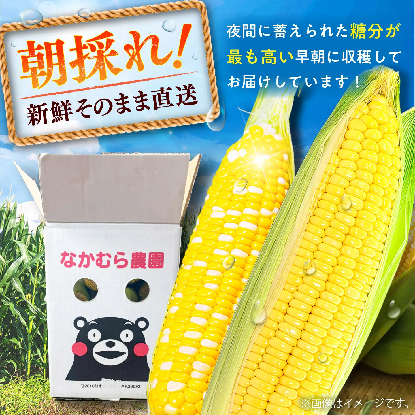 先行予約 2027年5月下旬より順次発送 スイートコーン(ドルチェドリームとプレミアム味来) 食比べ スイートコーン BHCJ006