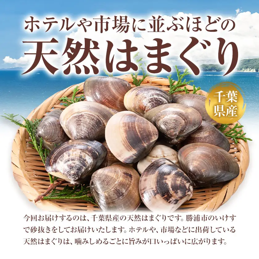 数量限定 天然 活 はまぐり 500g 寺田水産