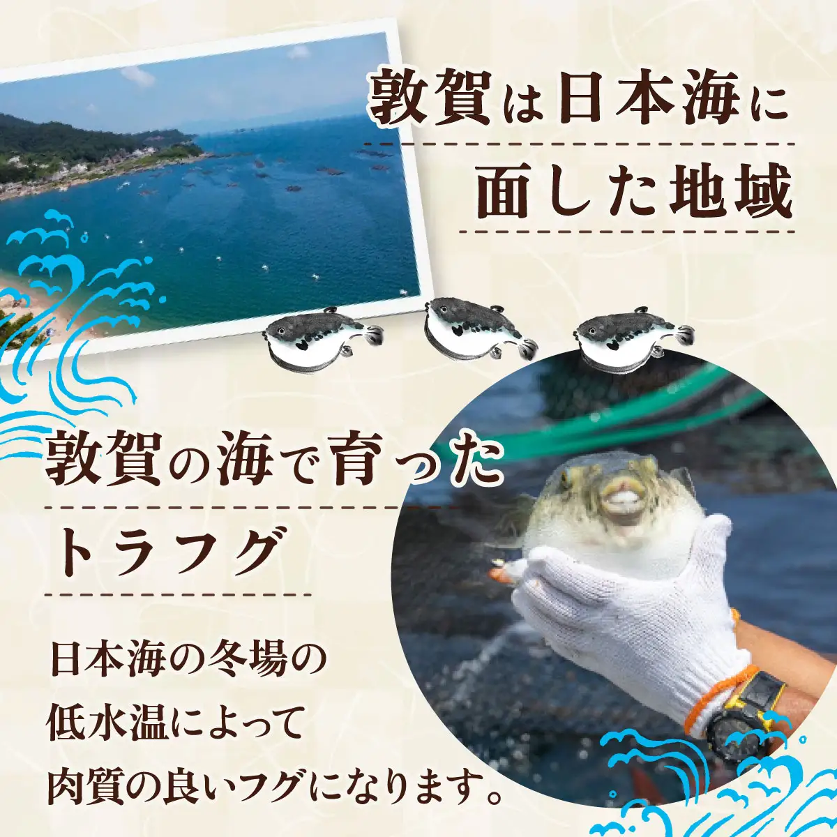 ＜先行予約＞【11月発送】『 敦賀ふぐ 2尾分(約1200g)  & 敦賀市地酒 月きよし720ml ×2本 』[000-a004]