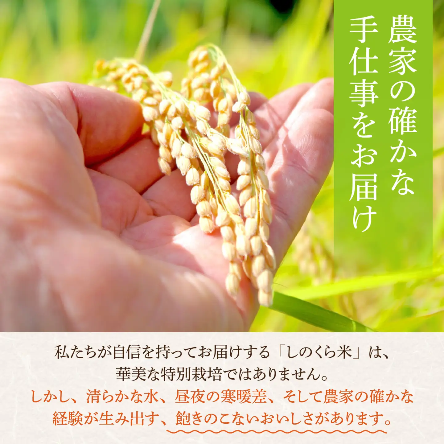 【令和8年度 新米先行受付】しのくら米（こしひかり）玄米10kg