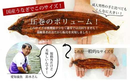 《規格外サイズ！》とても大きな三河産うなぎ 蒲焼1尾（300g以上） 国産 鰻 愛知・A135-13