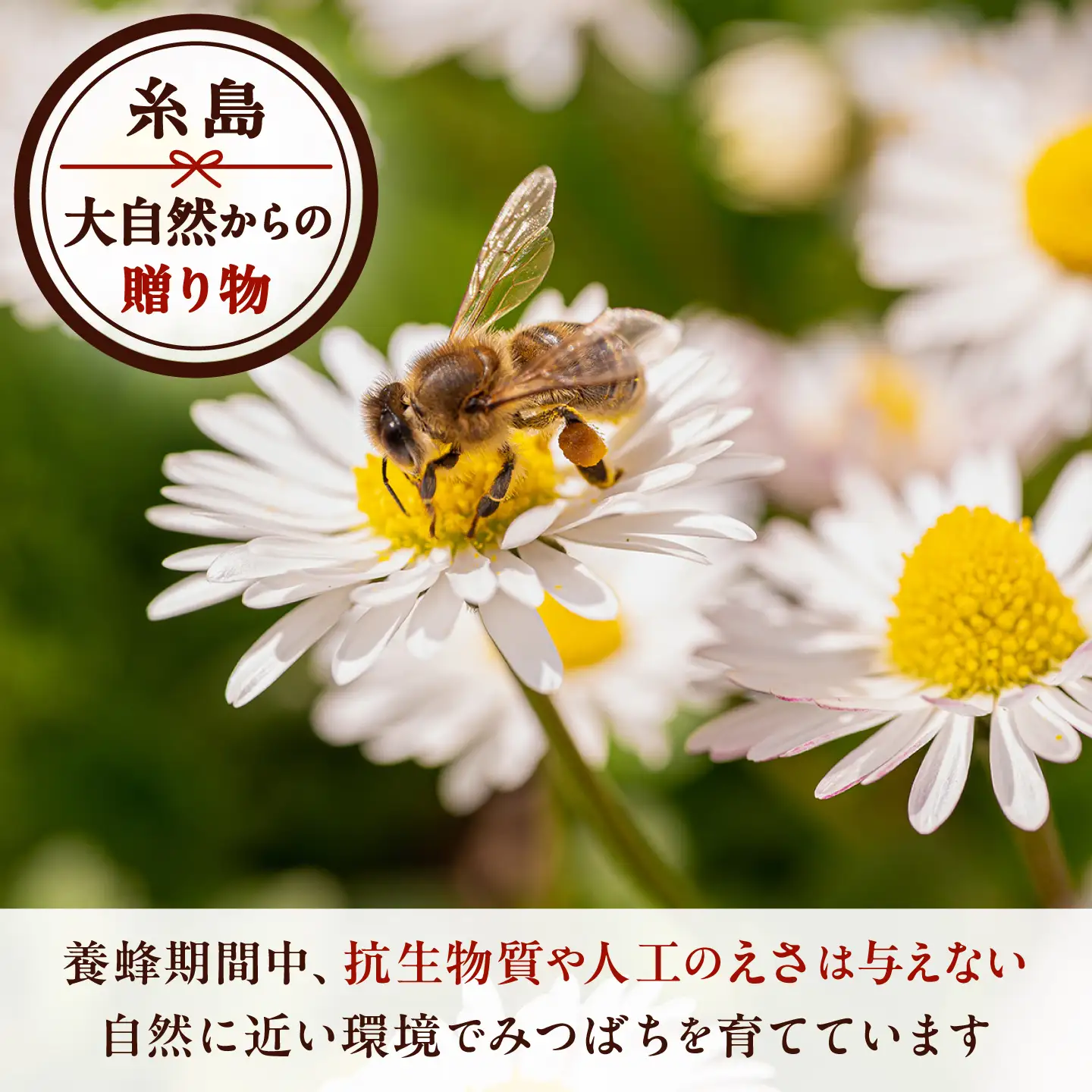 糸島生はちみつ2個セット 糸島市 / 糸島げんき工房[AKR002]