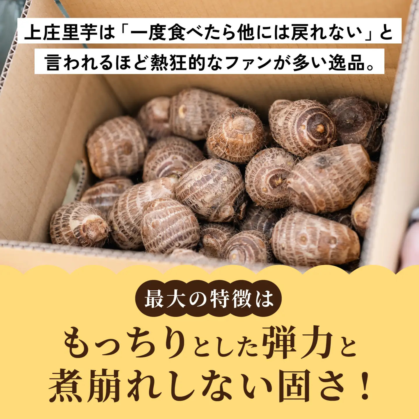 【先行予約】上庄の里芋 3kgと九頭竜まいたけ2株の【詰合せ】11月配送 里芋 まいたけ