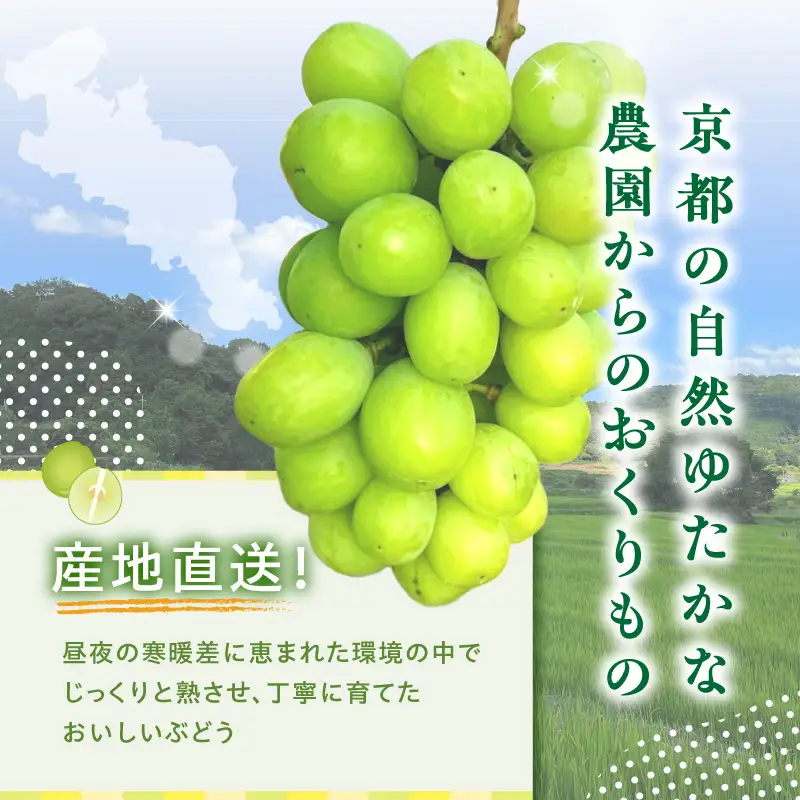 2026年 シャインマスカット 約2kg 京都木津川市産 フルーツ 106-02