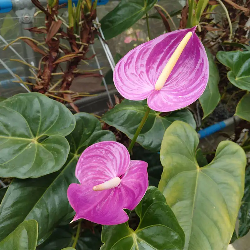 川俣町産 アンスリウム パープル 福島県 ハウス 栽培 インテリア 自然 植物 花 切り花 FAF-0236