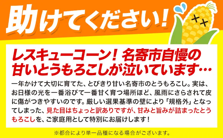 訳あり 極甘 ゴールドラッシュ ホワイト 混合 とうもろこし 10本 ～ 12本 北海道 名寄