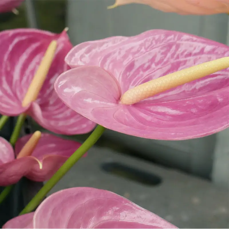 川俣町産 訳あり アンスリウム 色おまかせ 福島県 ハウス 栽培 インテリア 自然 植物 花 切り花 FAF-0241