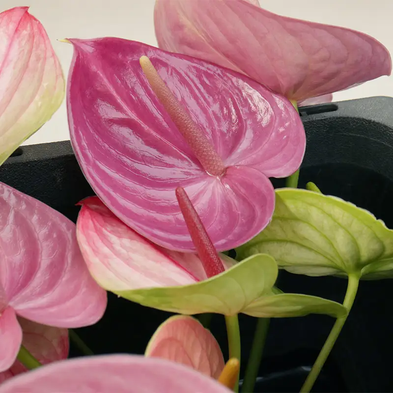 川俣町産 アンティーク アンスリウム 福島県 ハウス 栽培 インテリア 自然 植物 花 切り花 FAF-0242
