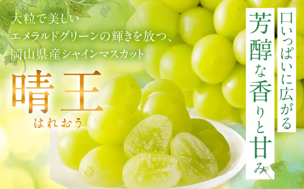 シャインマスカット 晴王 秀品 大房 5 ～ 9房 約5kg マスカット ぶどう ブドウ 葡萄 果物 くだもの フルーツ 果実 果汁 果肉 旬 種なし 皮ごと 大粒 冷蔵 国産 岡山県産 【 2026年9月上旬から11月下旬迄発送 】