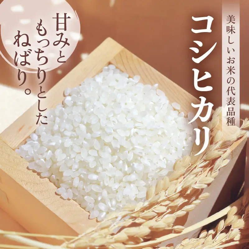 【先行予約】【令和8年産・新米】米 コシヒカリ 5kg × 1袋 精米 福井県美浜町産【2026年11月下旬から順次発送】 [m60-a020_11]