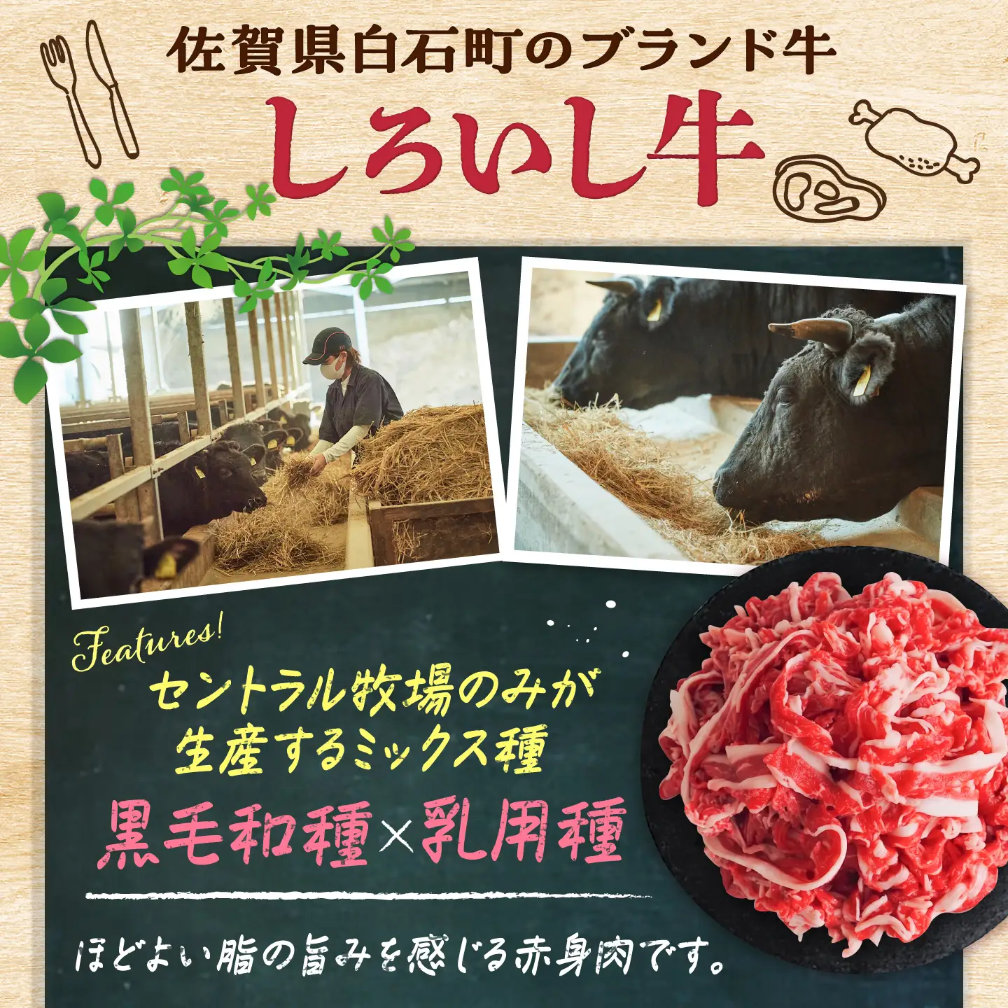 佐賀県産 しろいし牛 切り落とし 1000g（約500g×2パック） / 牧場直送 国産 牛肉 切落し 切り落とし / 佐賀県 / 有限会社佐賀セントラル牧場[41ASAA321]