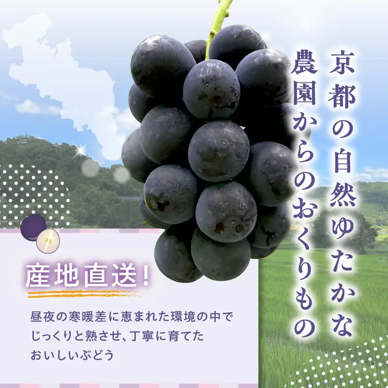 2026年 ナガノパープル 約1kg 京都木津川市産 フルーツ 106-03