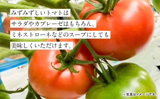 『まるで太陽の恵みをそのまま閉じ込めたような真っ赤な大玉トマト』約3.5kg 1箱 （熊本県産） 【2027年1月下旬～5月下旬まで発送予定】 野菜 やさい トマト とまと 大玉トマト