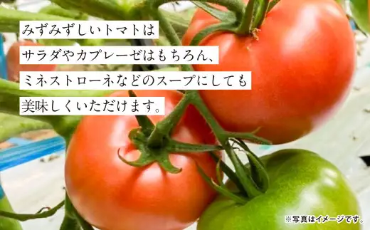 【4か月連続定期便】『まるで太陽の恵みをそのまま閉じ込めたような真っ赤な大玉トマト』約3.5kg×4回 計14㎏ 特別な定期便 （熊本県産） 【2027年1月下旬発送開始】野菜 やさい トマト とまと 大玉トマト