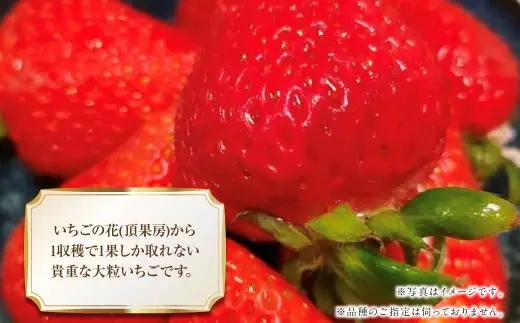 『まるでお姫様のような高級大粒いちご』 大粒いちご 250g×4パック 約1kg （ゆうべにまたは恋みのり） 熊本県産 【2027年1月下旬発送開始】 フルーツ くだもの 果物 イチゴ 苺 いちご ゆうべに 恋みのり おやつ 国産