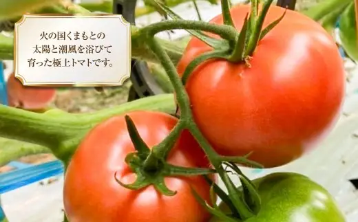 太陽の恵みを閉じ込めた真っ赤な大玉トマト2kg（熊本県産） 【2027年1月下旬発送開始】 甘い 真っ赤 野菜 やさい 爽やか フルーツトマト とまと 国産 常温