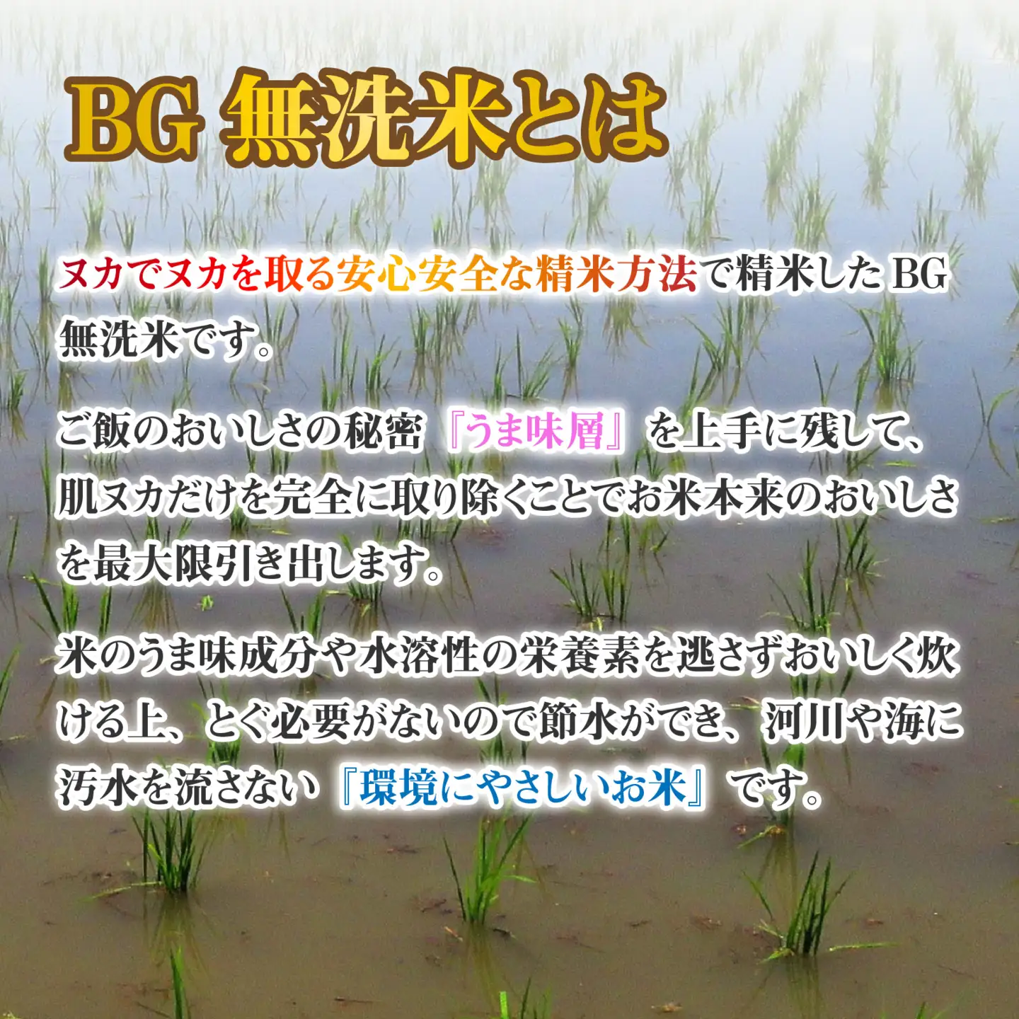 【先行予約】【令和8年産新米早期予約 毎月定期配送・計3回】 BG無洗米こしひかり10kg×3回 [K-00406] / 無洗米