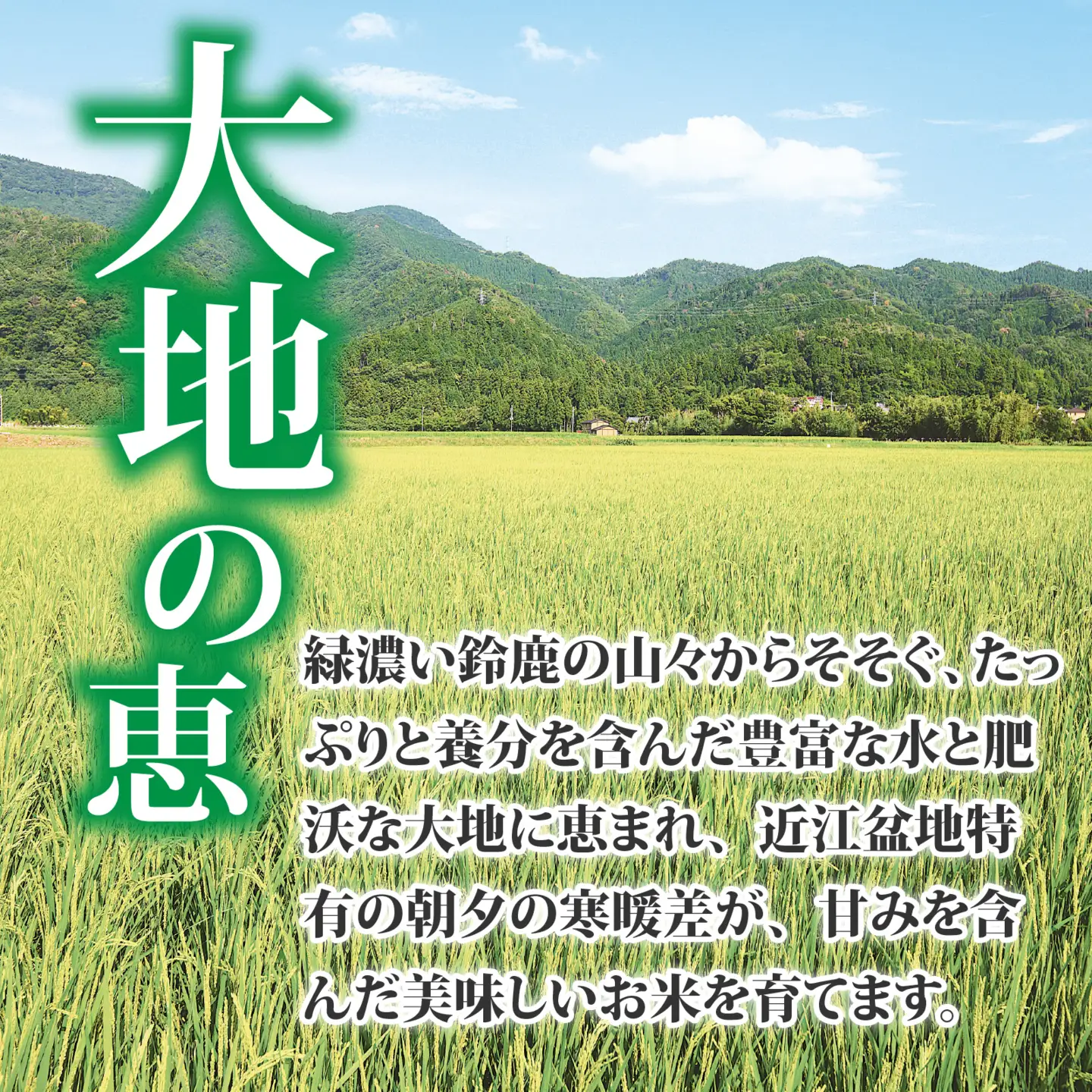 【先行予約】【令和8年産新米早期予約】キヌヒカリ 5kg　おいしい多賀のお米 [A-00409]   キヌヒカリ