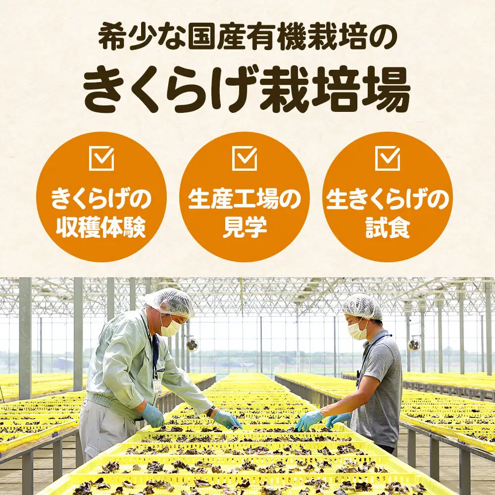 珍しいオーガニックきくらげ栽培場 収穫体験×3名様