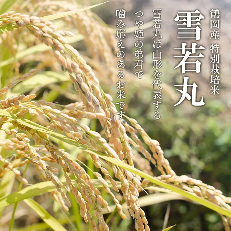 特別栽培米 雪若丸 10kg(5kg×2袋) 令和8年産 新米 山形県鶴岡市産　K-875 黒川まるいし農場