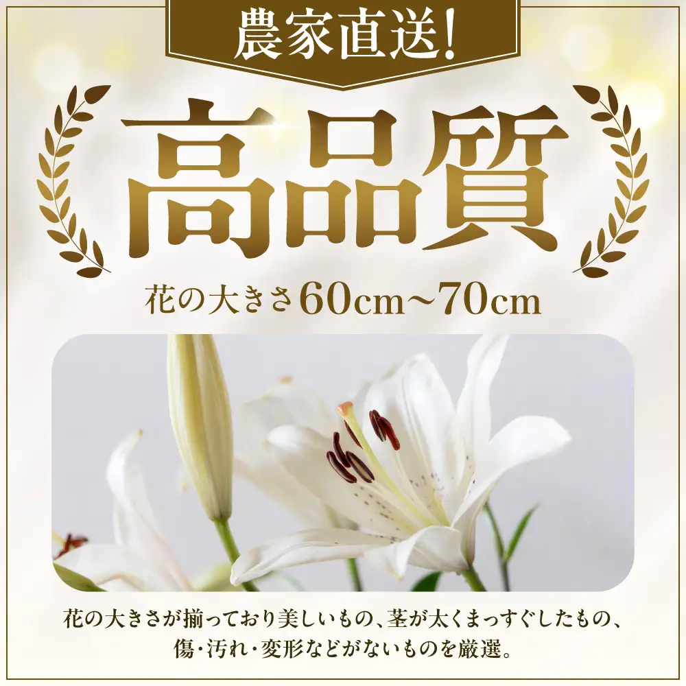 北海道当別町産ユリ | 花 ゆり 切花 農家直送 高品質 期間限定 北海道 当別町