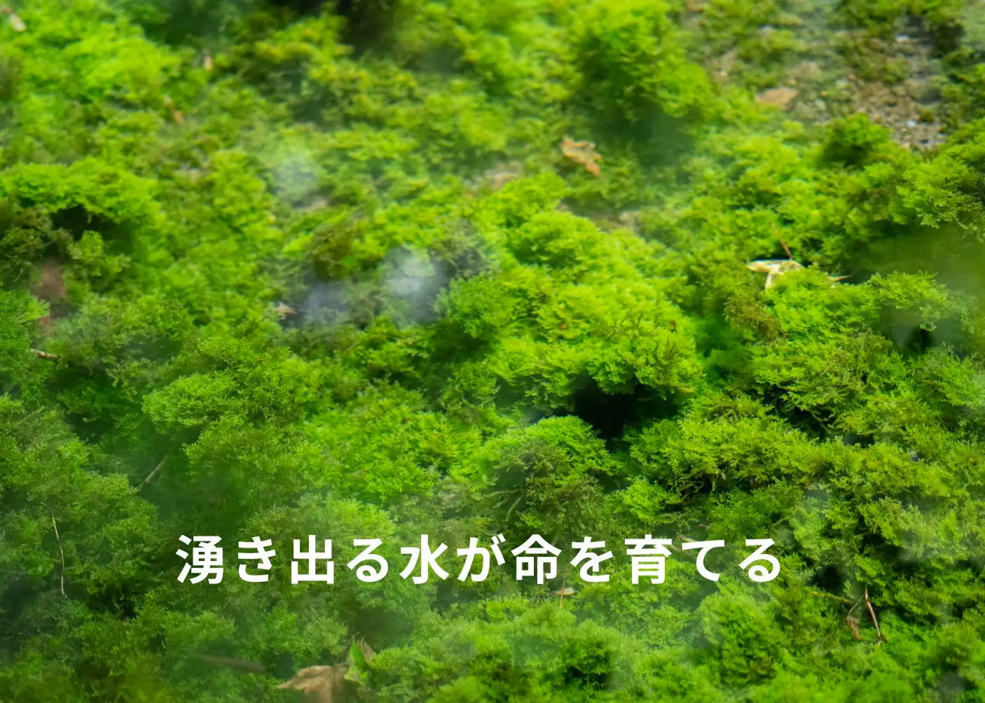 【阿蘇 郷乃舎】阿蘇高原 農家直送こだわり野菜と阿蘇特産品セット お野菜8~10品 ＋ASOMILK のむヨーグルト 野菜ソムリエ上級プロ厳選 ASOMILK のむヨーグルト 牛乳 阿蘇ミルク 阿部牧場 郷乃舎 新鮮 お野菜 産地直送 牧場直送 詰め合わせ お取り寄せ 熊本県 阿蘇市