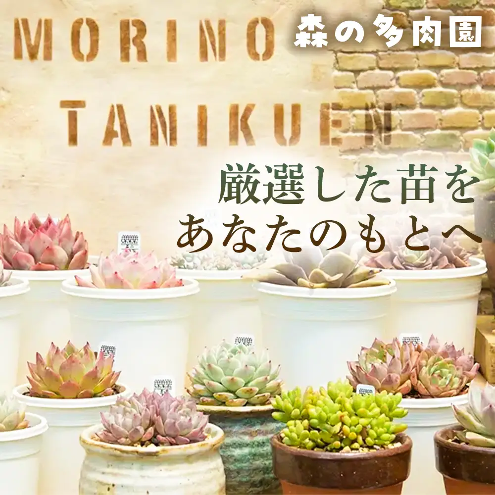 【伊賀焼の鉢がセット】色づきの美しい多肉植物・お任せ多肉セット（8株）・伊賀焼　スリット入りオリジナル陶器鉢 3号 1セット 多肉植物 多肉 植物 家庭菜園 初心者 簡単 伊賀焼 陶器鉢 美しい 色鮮やか 三重県 名張市 ビードロ×濃茶