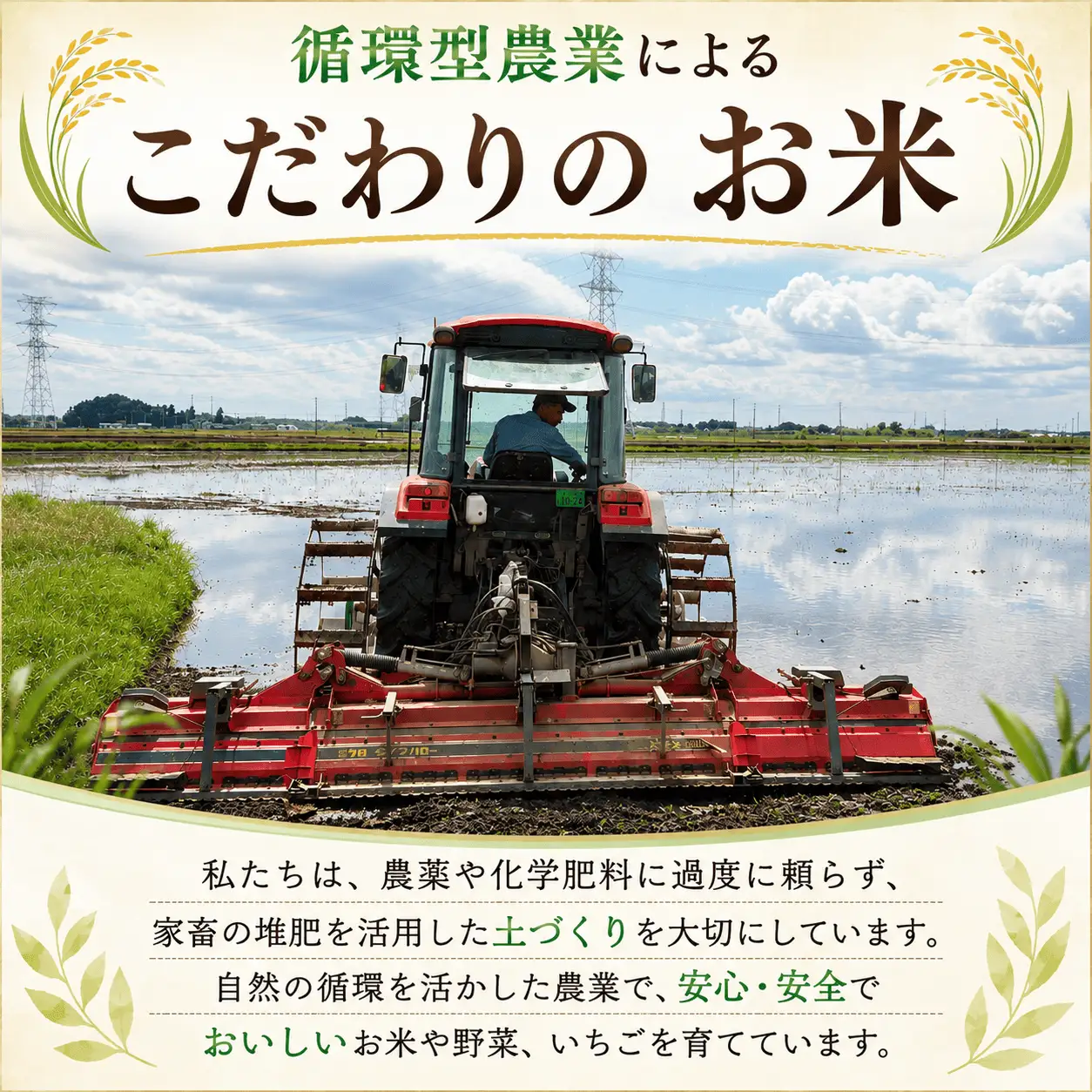 【精米】 令和7年産 こしひかり 30kg 精米 白米