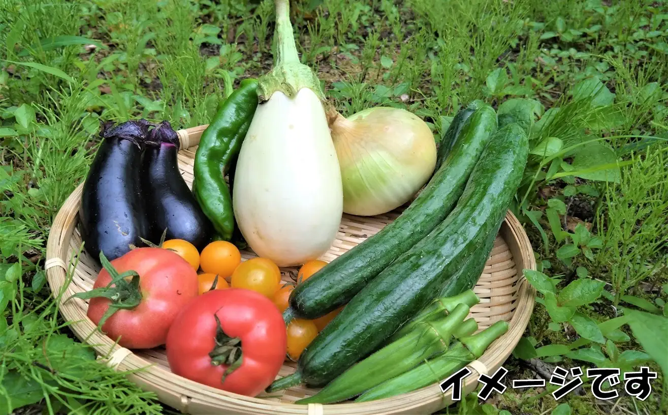 【数量限定】小国の旬の新鮮野菜セット　5品以上　