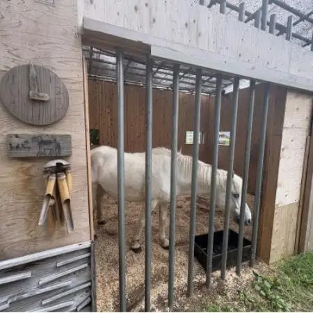 馬の暮らし体験(ホースセラピー)馬と触れあい散歩する1時間コース 1名様【京都府与謝野町】【1758581】