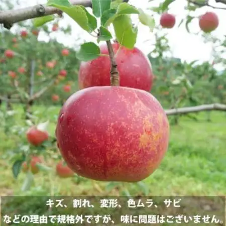 訳あり りんご 5kg 岩手県 遠野市産 松陽園 品種おまかせ 樹上完熟 フルーツ 家庭用【1548140】