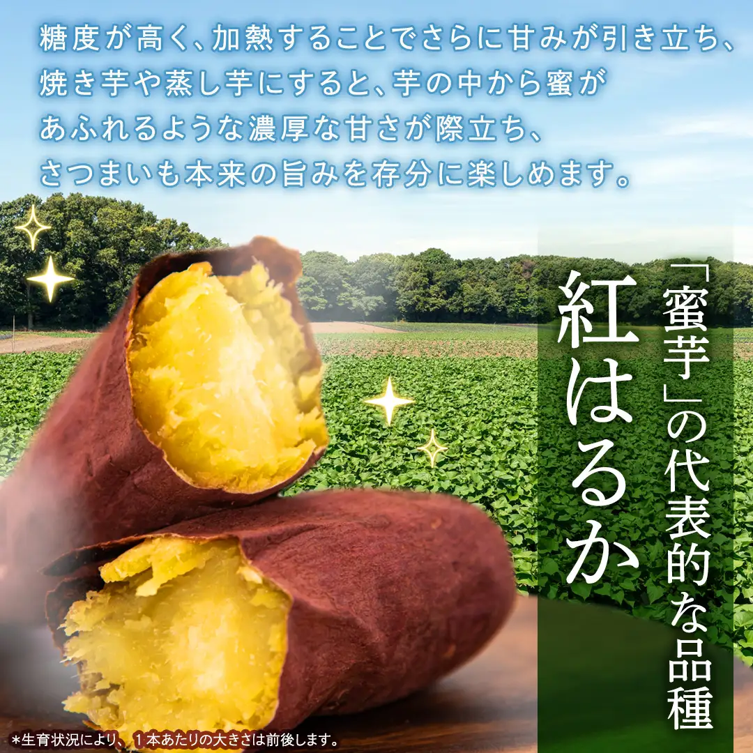 紅はるか 約 2.5kg （3回 定期便 ）（茨城県共通返礼品 [さつまいも]：行方市産）