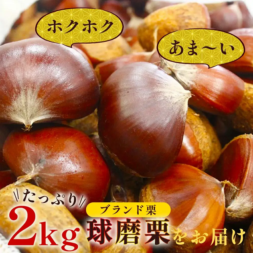 【2026年9月下旬から順次発送】JAくま 【球磨 栗】 2kg 先行予約 栗 くり 熊本県産 多良木町 くり マロン 和栗 旬 味覚 甘い ほっくり 山海の味覚 和 スイーツ フルーツ 果物 くだもの 果実 087-0657