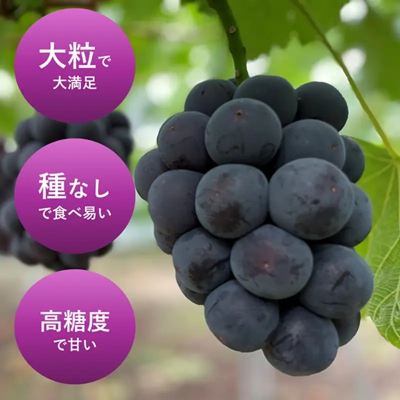 ぶどう 2027年 先行予約 オーロラブラック 2房 合計1.0kg ブドウ 葡萄 岡山県産 国産 フルーツ 果物 ギフト 環山堂