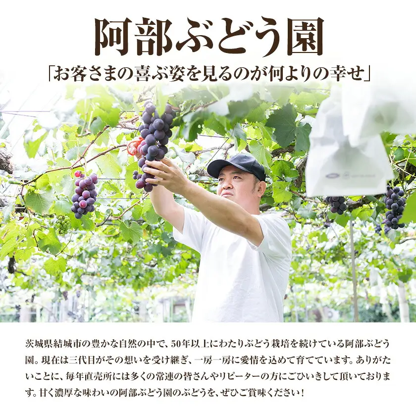 訳あり 巨峰 約2kg (5～8房) 阿部ぶどう園