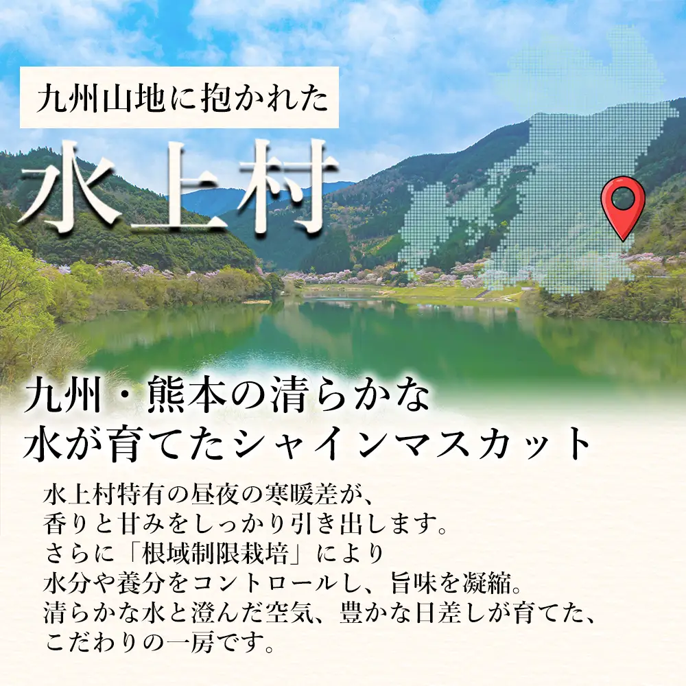 【ふるさと納税】 ＼2026年8月下旬発送開始／ シャインマスカット 1kg 2～3房 種なし フルーツ 大粒 皮ごと食べられる エメラルドグリーン 訳あり ご褒美 贈り物 ギフト 贈答用 プレゼント 熊本県 水上村