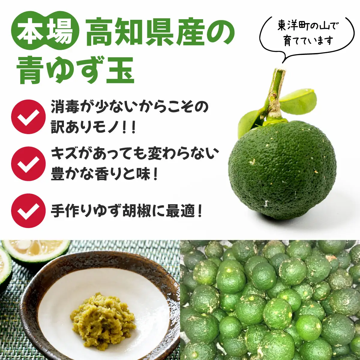 【先行予約】 青ゆず（訳アリ）青柚子 ゆず 柚子 訳あり 2.5kg（20～40玉）