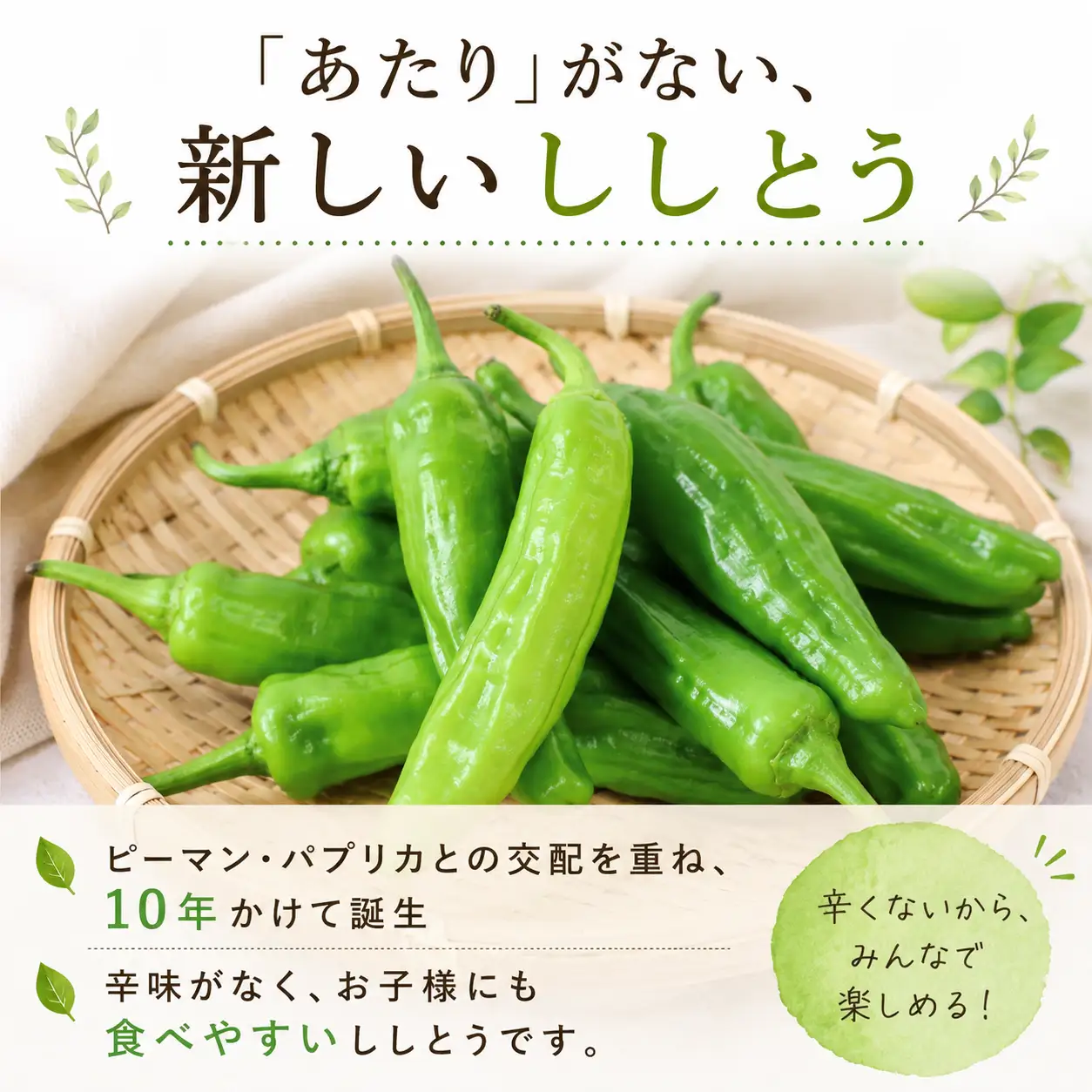 ししとう 500g 野菜 獅子唐 ししまろ