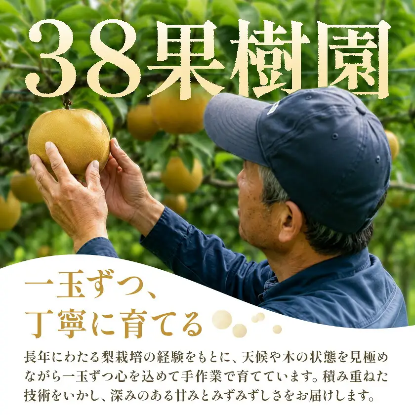 梨 訳あり 新高梨 約3.5kg 4～7玉 38果樹園