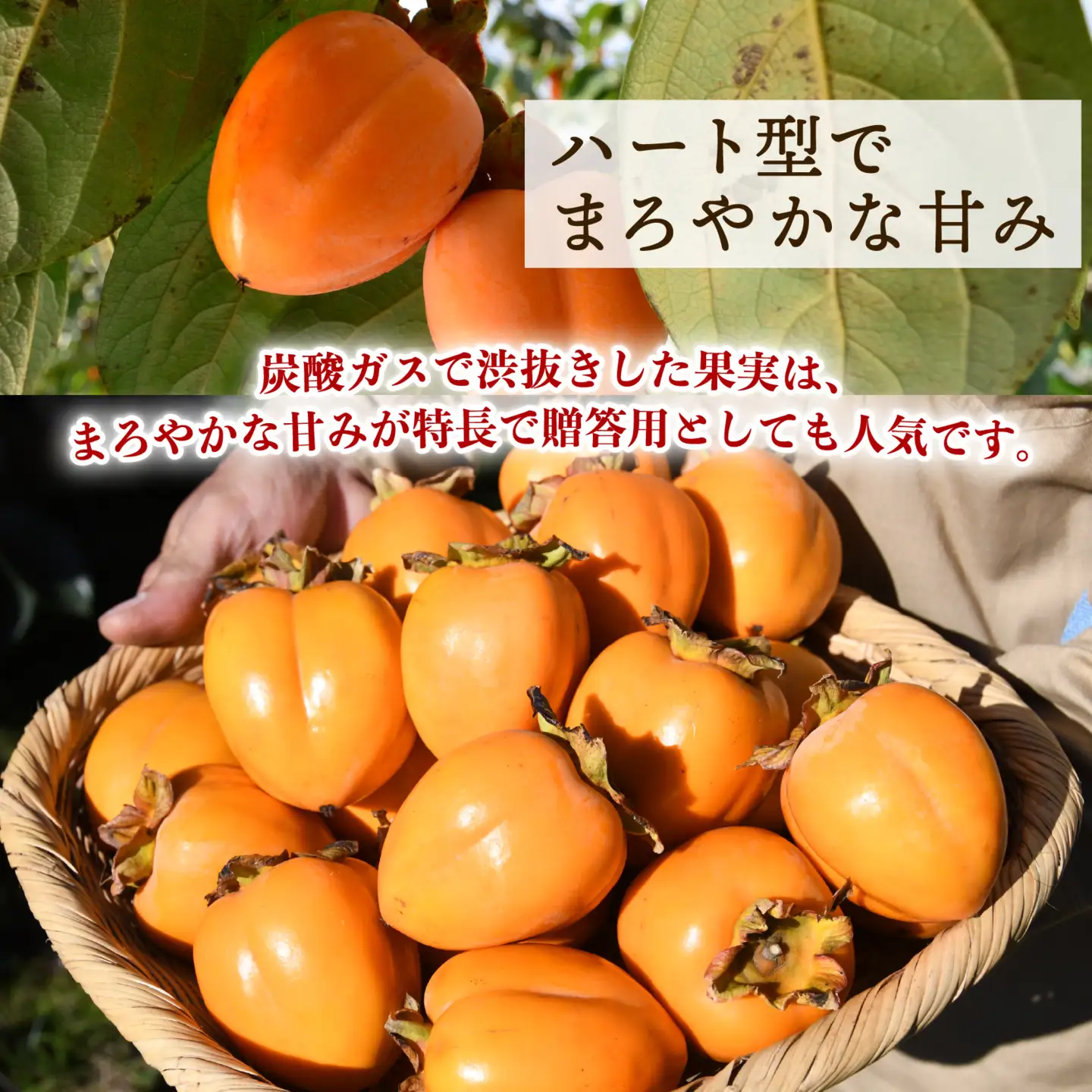 【先行予約】四ッ溝 柿  約4.5kg 数量限定 2026 柿 