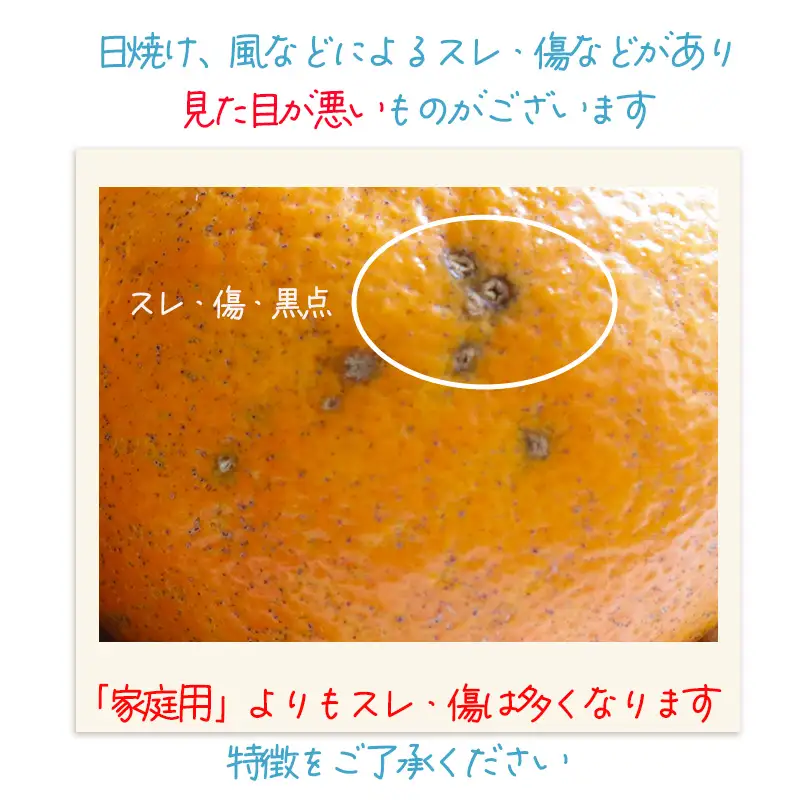 【2027年1月上旬頃から順次発送】伊予柑 約5kg  訳あり | みかん わけあり【TNN012】