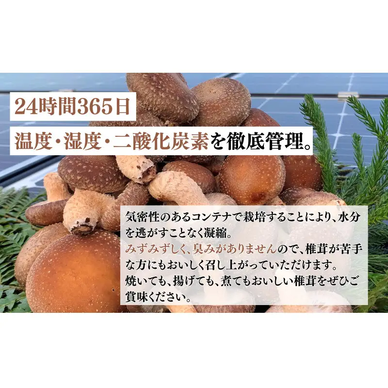 しいたけ 生しいたけ 1kg 肉厚 京都 しいたけ